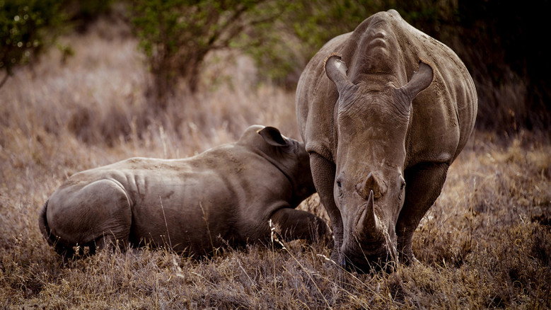 Rhino backdrop 2