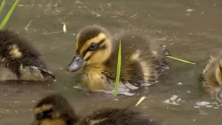 Farmer Uses Ducklings to Grow Rice Without Chemicals