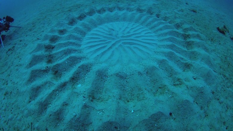 Infrared UFO Attack, Human Bear, & Underwater Crop Circles