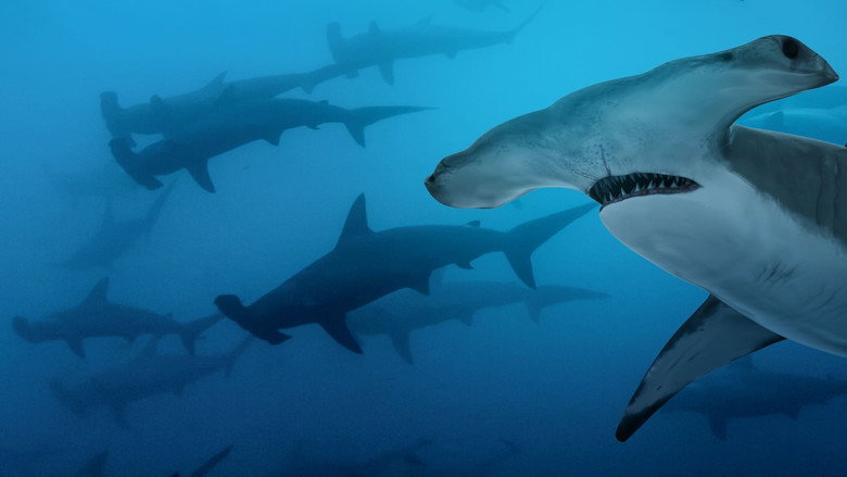 Mega Hammerhead backdrop 3