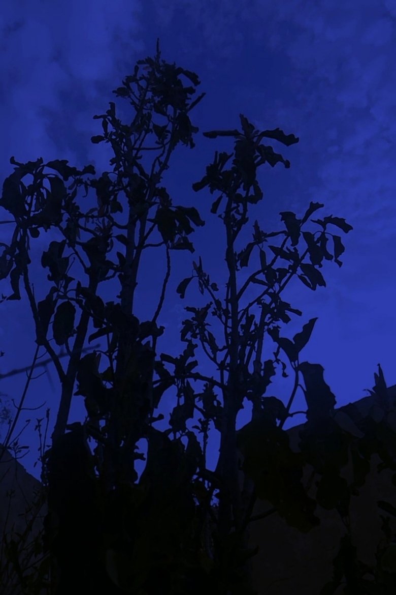 The Night