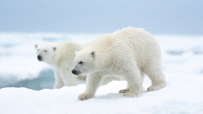Polar Bear backdrop 3