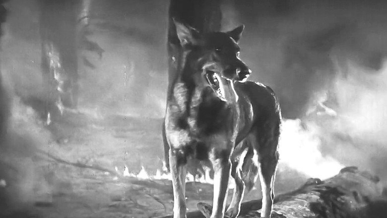 Clash of the Wolves backdrop 3