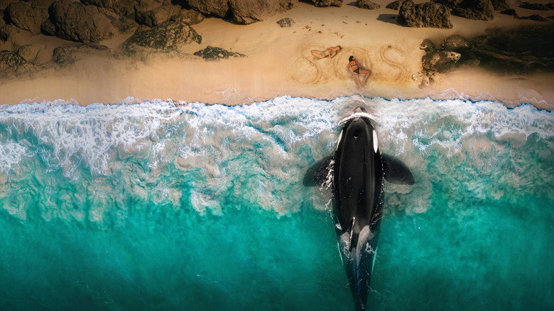 Killer Whale backdrop 9