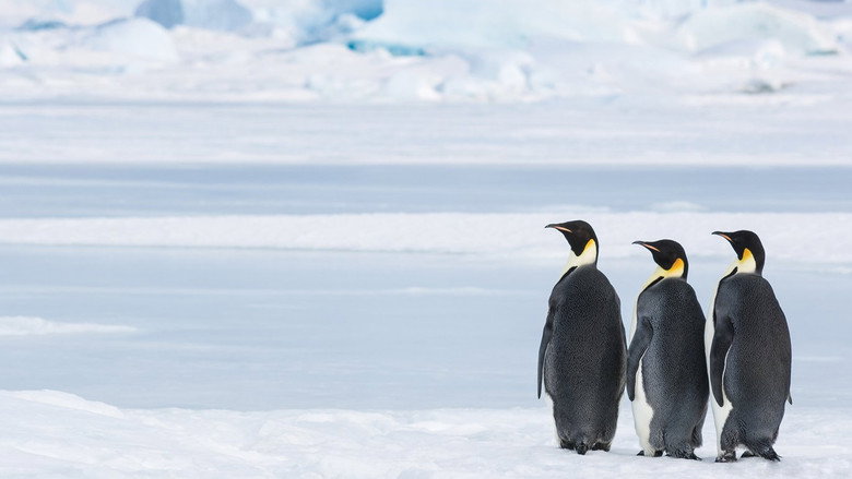 Antarctica, in the footsteps of the Emperor backdrop 4