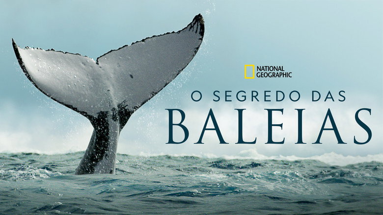 Secrets of the Whales backdrop 5
