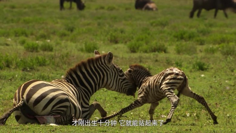 If I Were a Zebra