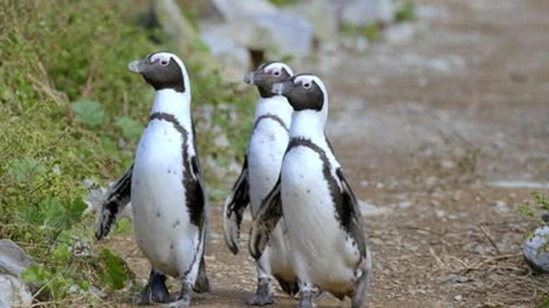 Algoa Bay: Last Refuge of the African Penguin