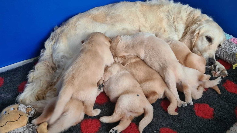 Puppy School for Guide Dogs backdrop 2
