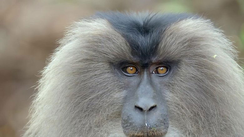 India's Wild Mountain Creatures