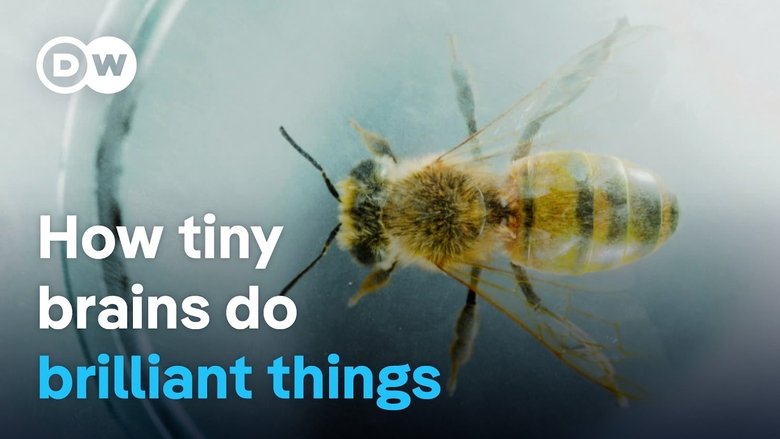 Smart insects