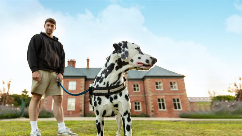 Bad Dog Academy backdrop 4