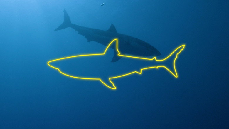 Game of Sharks backdrop 5