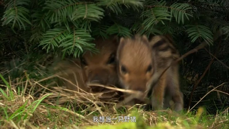 If I Were a Warthog