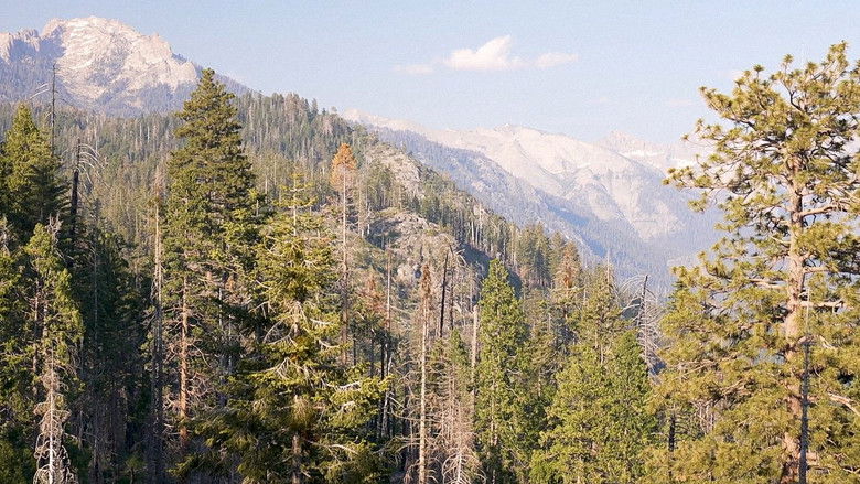 Park'd: Sequoia to Yosemite