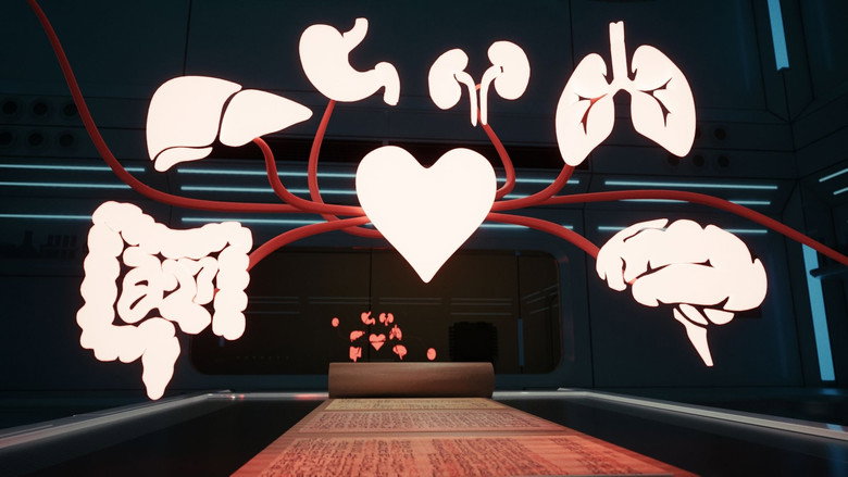 Blood Circulation: At the Heart of the Human Body