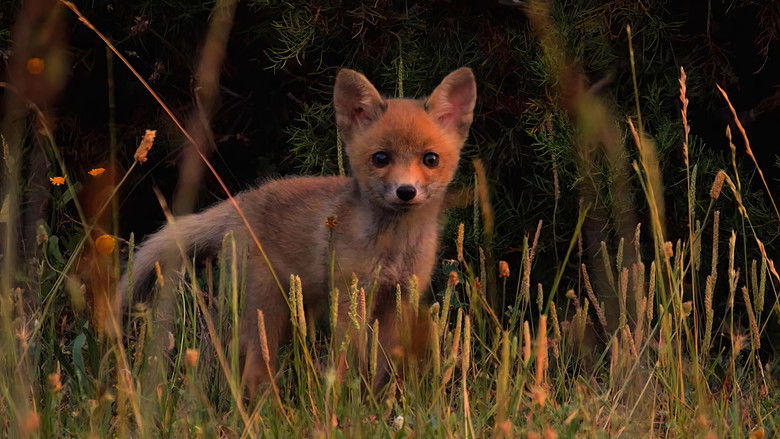 Wild Tuscany: Predators and Prey