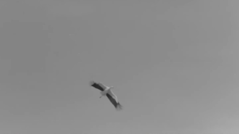 White, White Storks backdrop 3
