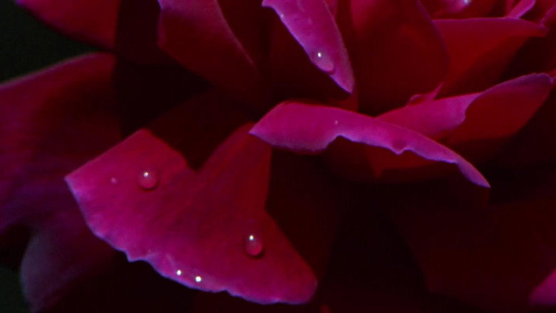 The Sexual Story of O backdrop 6
