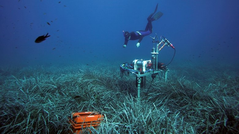 Wunderwelt Seegraswiesen Klimaretter, Kinderstube, Küstenschutz