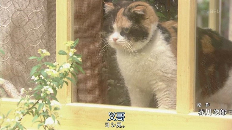 Mysteries of Detective Cat HOLMES backdrop 1