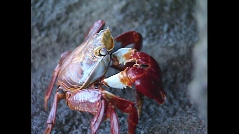 Galapagos