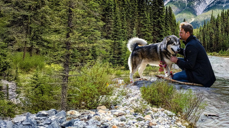Hero Dog: The Journey Home backdrop 2