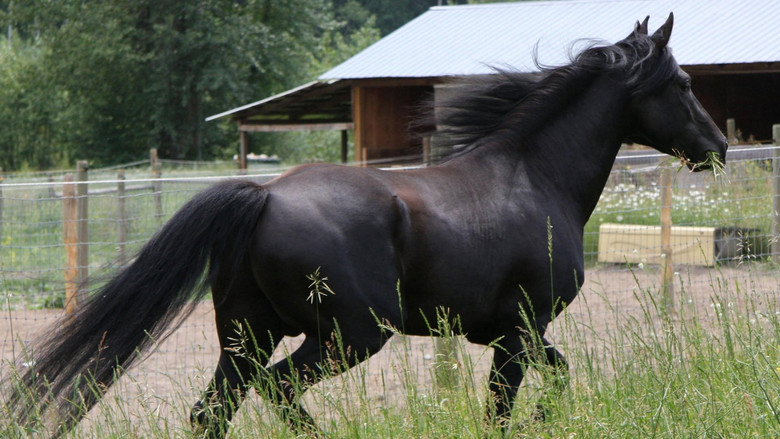 Black Beauty backdrop 6