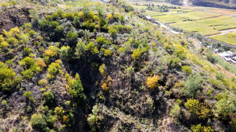 Ecosystem Restoration