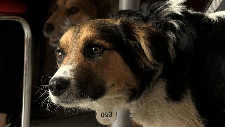 Dogs and War: What I saw in Ukraine backdrop 3