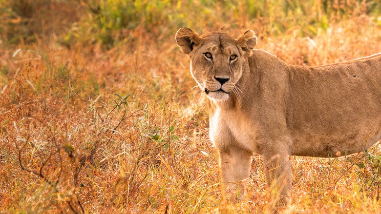 Lion Kingdom backdrop 5