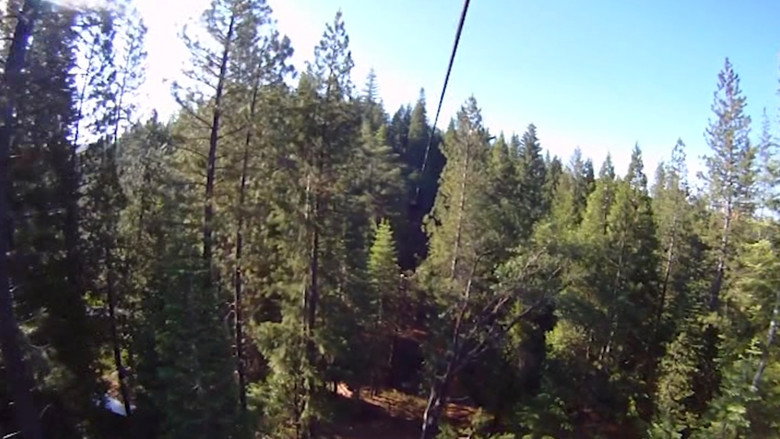Temperate Rain Forest