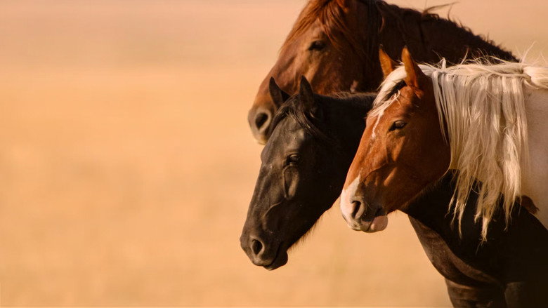 Wild Beauty: Mustang Spirit of the West backdrop 3