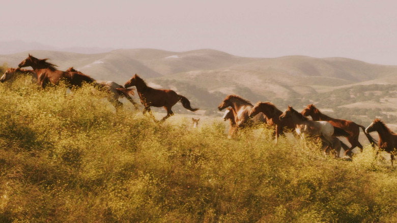 American Mustang backdrop 6