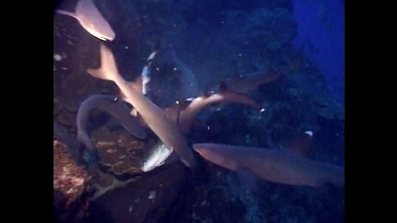 Shark Frenzy