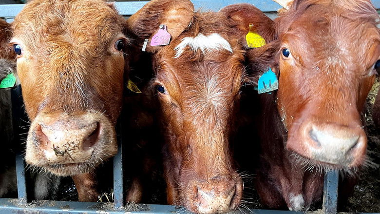 RAF Saves Trapped Cow and Police Catch Poaching Suspect