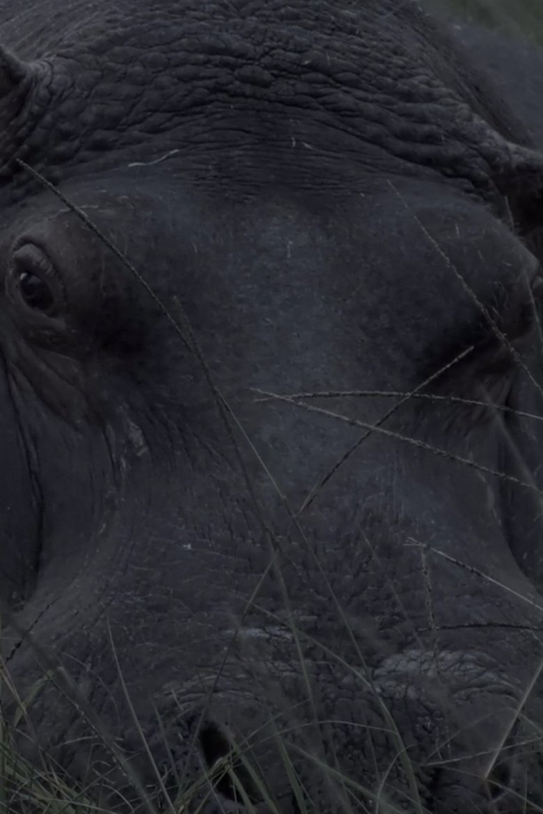 Hippos in Gravitas