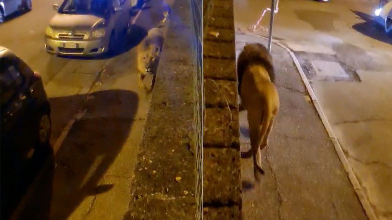 A Lion on the Prowl in town