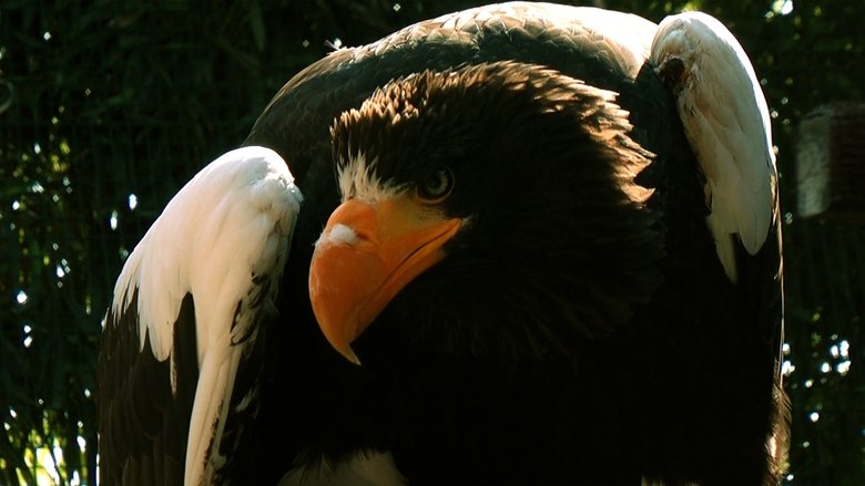 Die Welt der Falken 3D