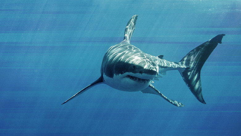 Game of Sharks backdrop 3