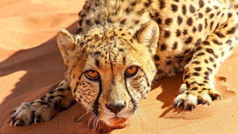 Big Cats: An Amazing Animal Family backdrop 3