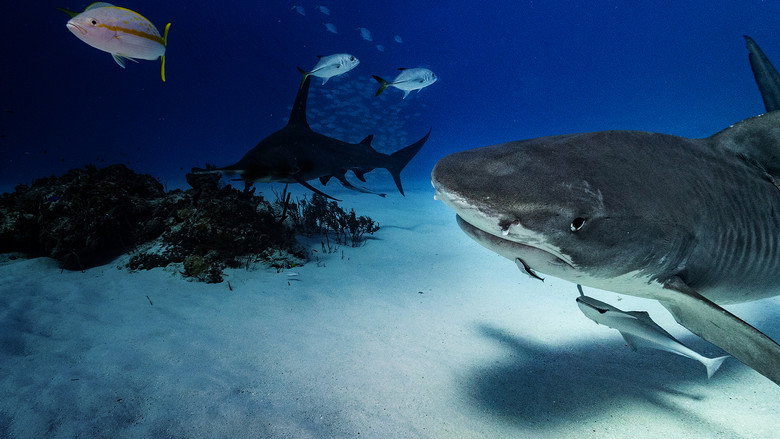 Cannibal Sharks backdrop 8