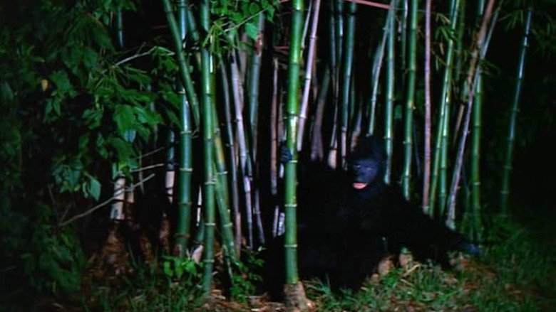 The Beast That Killed Women backdrop 3