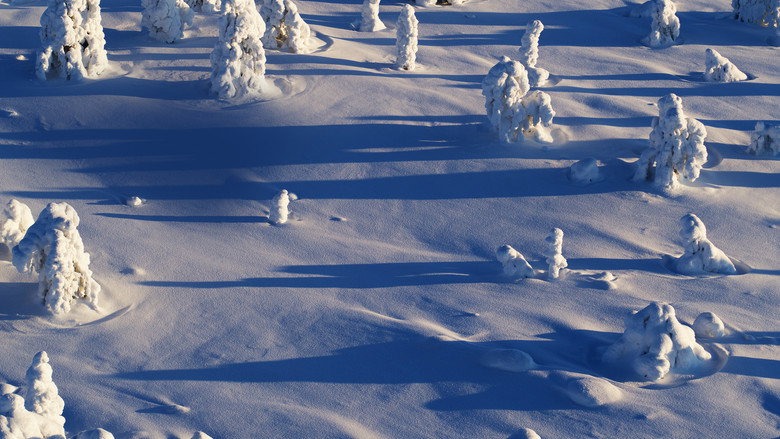 Wild Lapland backdrop 6