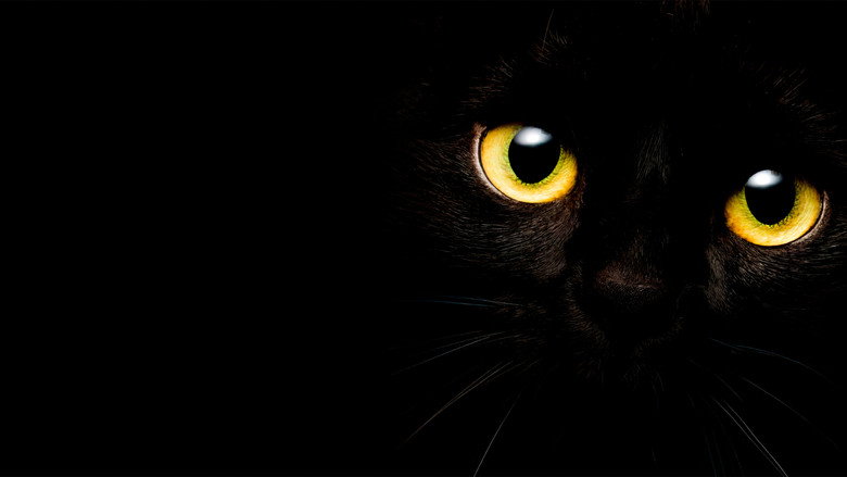 Cat Call backdrop 2