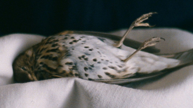 The Metamorphosis of Birds backdrop 7