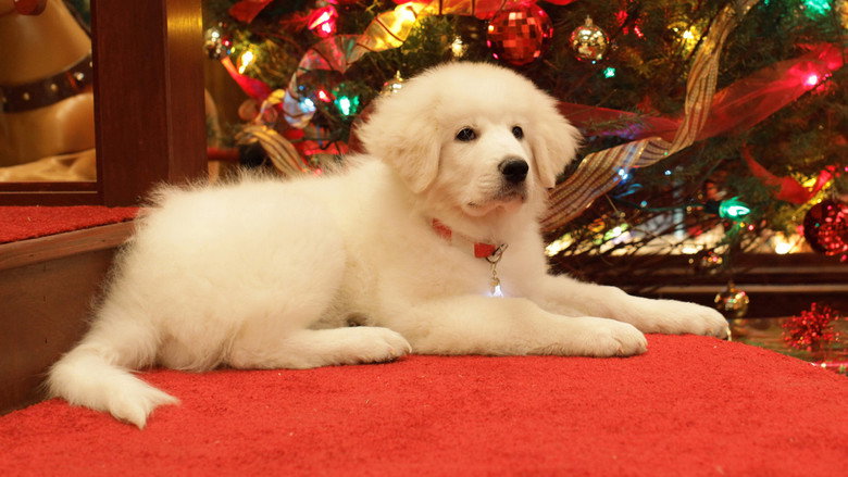 The Search for Santa Paws backdrop 9
