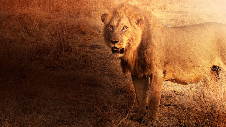 Lion Kingdom backdrop 6
