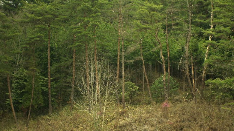 The Woodsman and the Rain backdrop 6