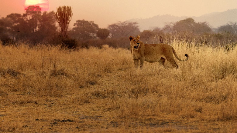Lion Kingdom backdrop 9